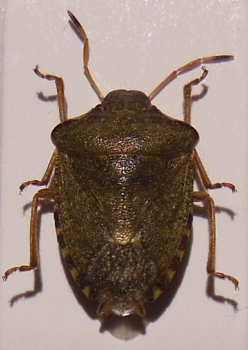 Réf. 114 332 : Peribalus strictus vernalis