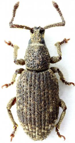 Simo hirticornis