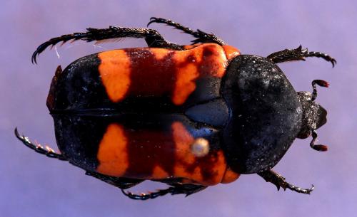 Gametoides subfasciata