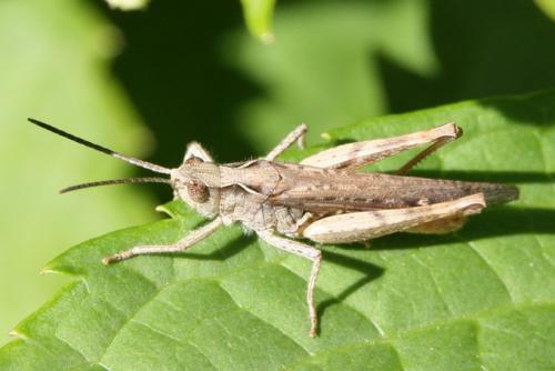 Chorthippus sp.