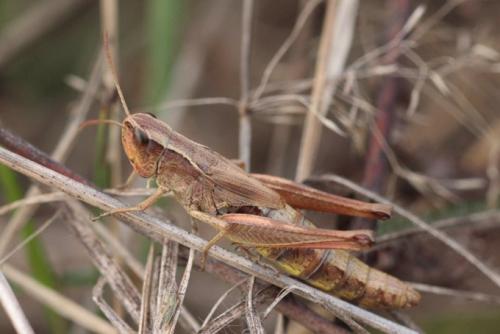 Réf. 114 717 : Pseudochorthippus parallelus