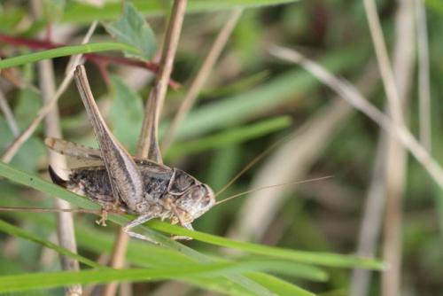 Platycleis albopunctata albopunctata