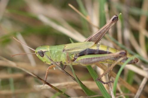 Réf. 114 643 : Pseudochorthippus parallelus