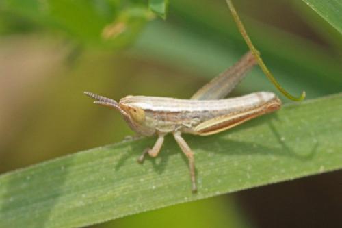Euchorthippus sp.
