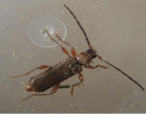 Phymatodes testaceus