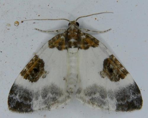 Plemyria rubiginata