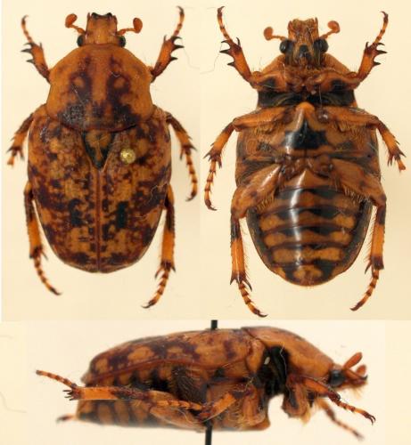 Réf. 114 535 : Porphyronota hebraea