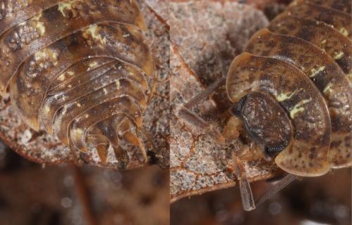 Porcellio monticola