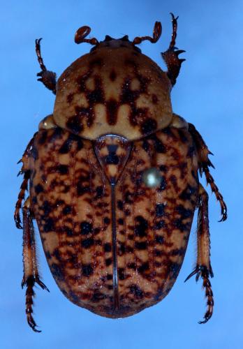 Réf. 114 429 : Porphyronota hebraea