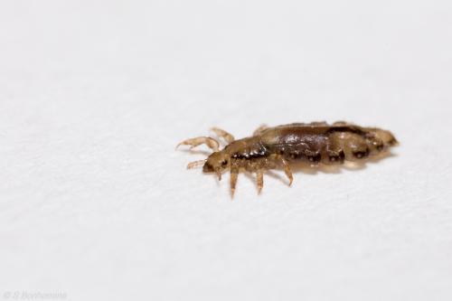 Réf. 114 580 : Pediculus capitis