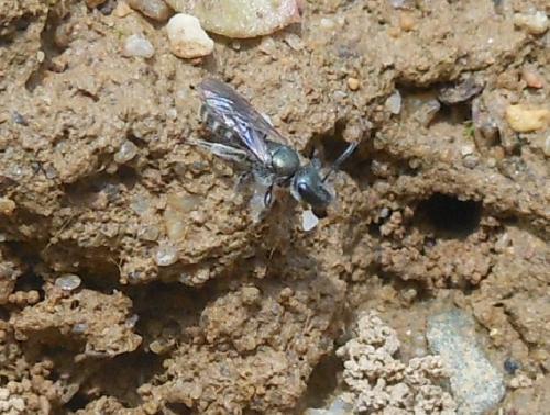 Halictinae