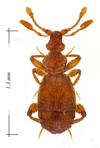 Bryaxis sp.