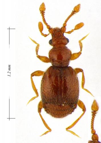 Réf. 114 993 : Bryaxis picteti