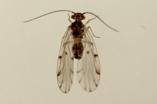Ectopsocus sp.