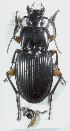 Pterostichus flavofemoratus