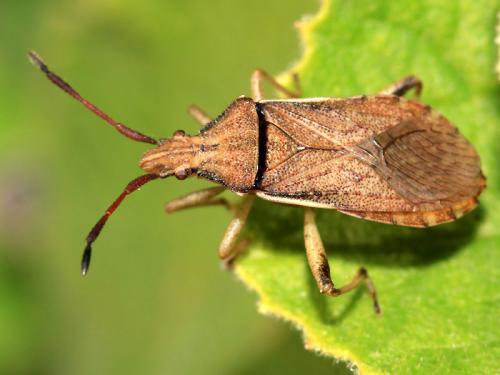 Ceraleptus lividus