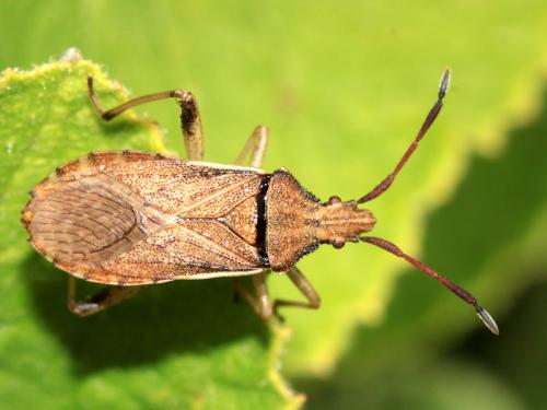 Ceraleptus lividus