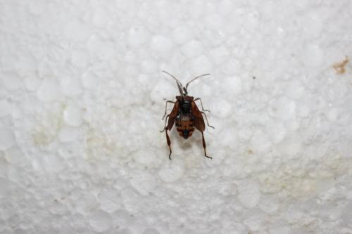 Leptoglossus occidentalis