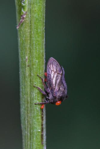 Réf. 114 203 : Centrotus cornutus