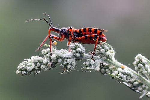 Rhynocoris iracundus