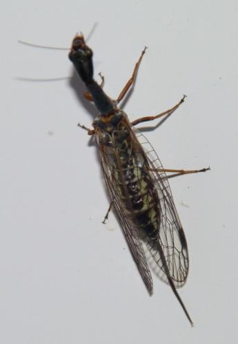 Réf. 114 257 : Raphidia ophiopsis