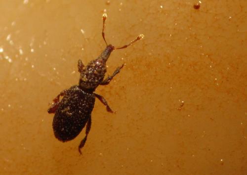 Raymondionymus lavagnei