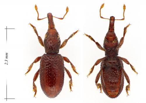 Raymondionymus lavagnei