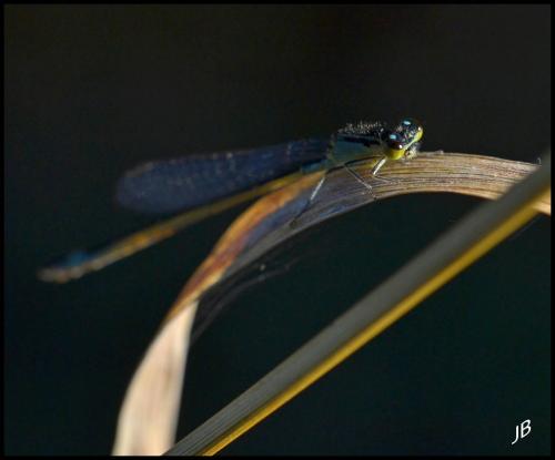 Ischnura elegans
