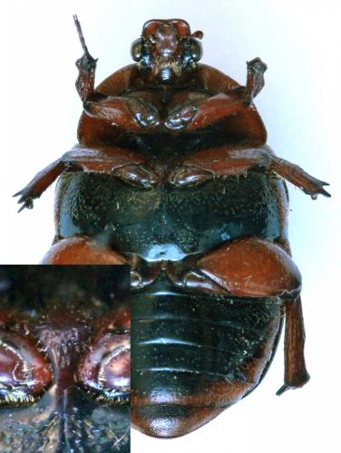 Rhinocoeta sanguinipes