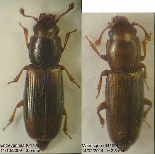 Rhizophagus sp.