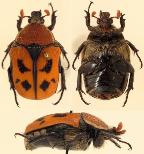 Rhinocoeta hauseri