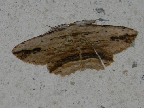 Menophra abruptaria