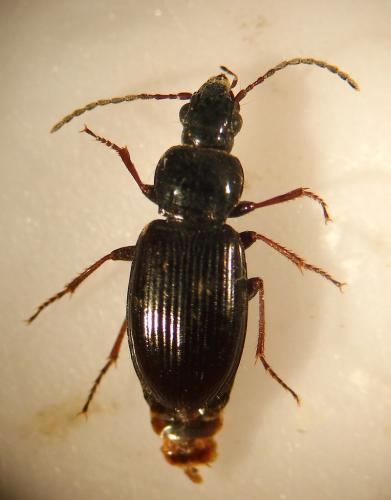 Réf. 114 004 : Pterostichus strenuus