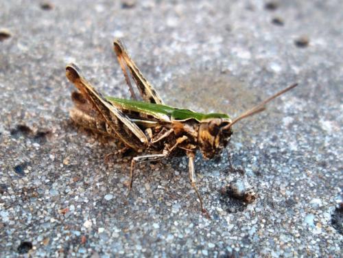 Chorthippus sp.