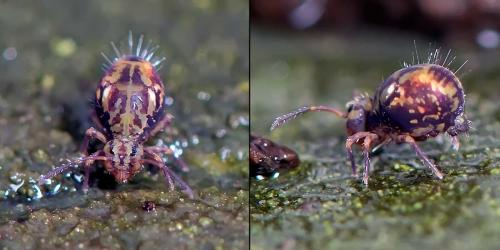 Dicyrtomina saundersi