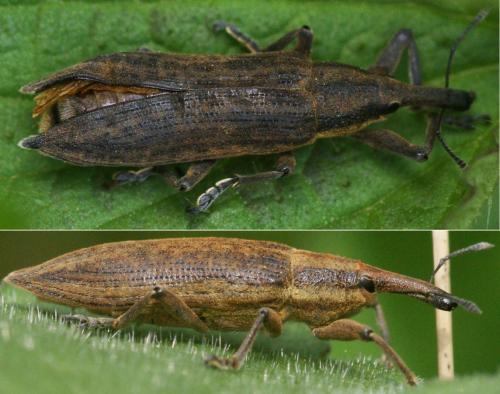 Lixus iridis