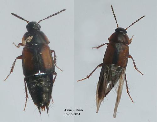 Réf. 114 971 : Tachinus sp.
