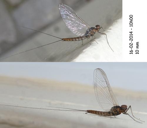 Baetis rhodani