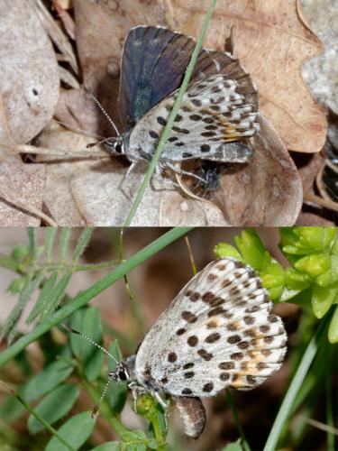 Scolitantides orion