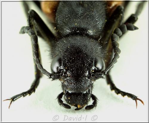 Mylabris calida