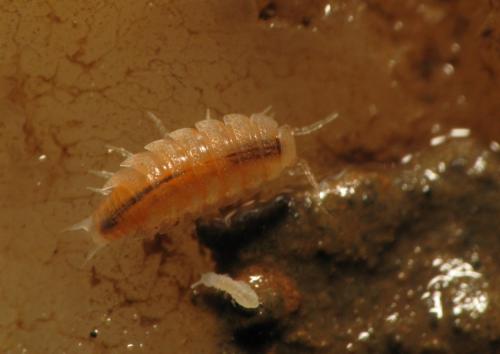 Phymatoniscus propinquus