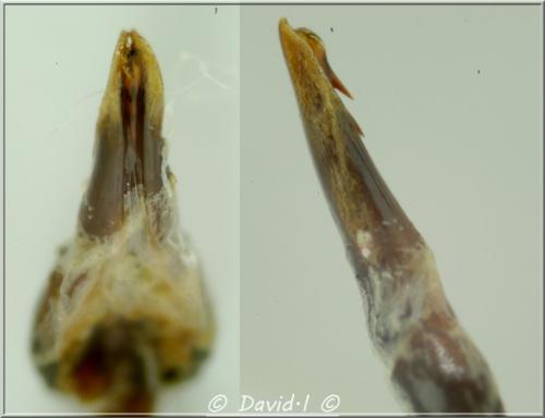 Réf. 114 591 : Mylabris calida
