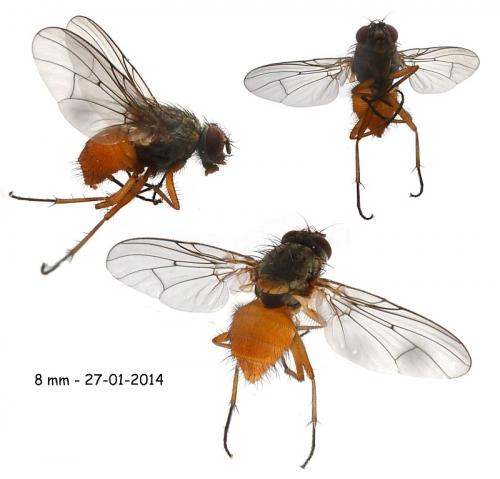 Phaonia subventa