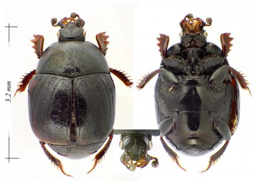 Chalcionellus decemstriatus decemstriatus