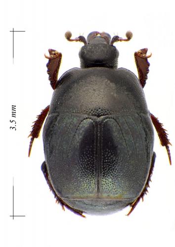 Hypocaccus rugifrons