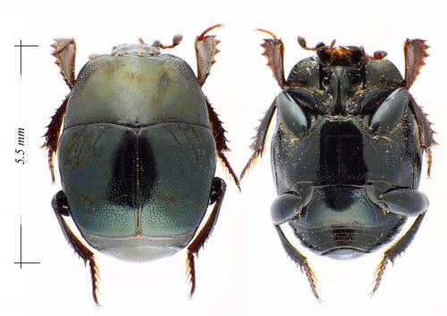 Réf. 114 333 : Saprinus caerulescens