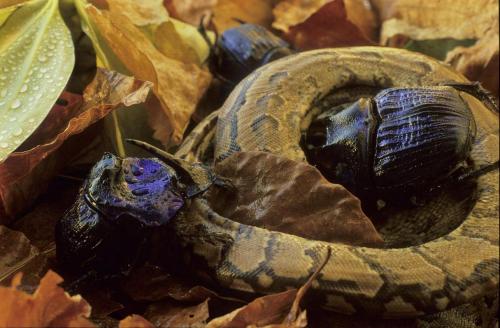 Réf. 114 810 : Coprophanaeus lancifer