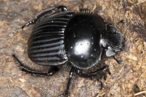 Réf. 114 791 : Scarabaeus laticollis