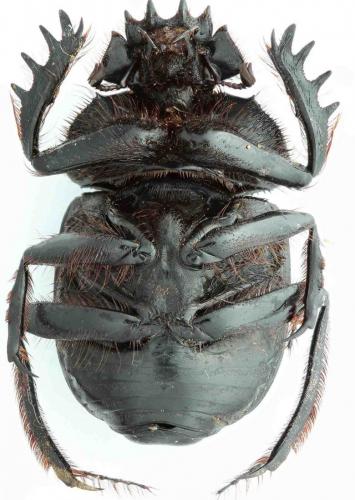 Réf. 114 530 : Scarabaeus irakensis