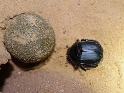 Réf. 114 528 : Scarabaeus irakensis